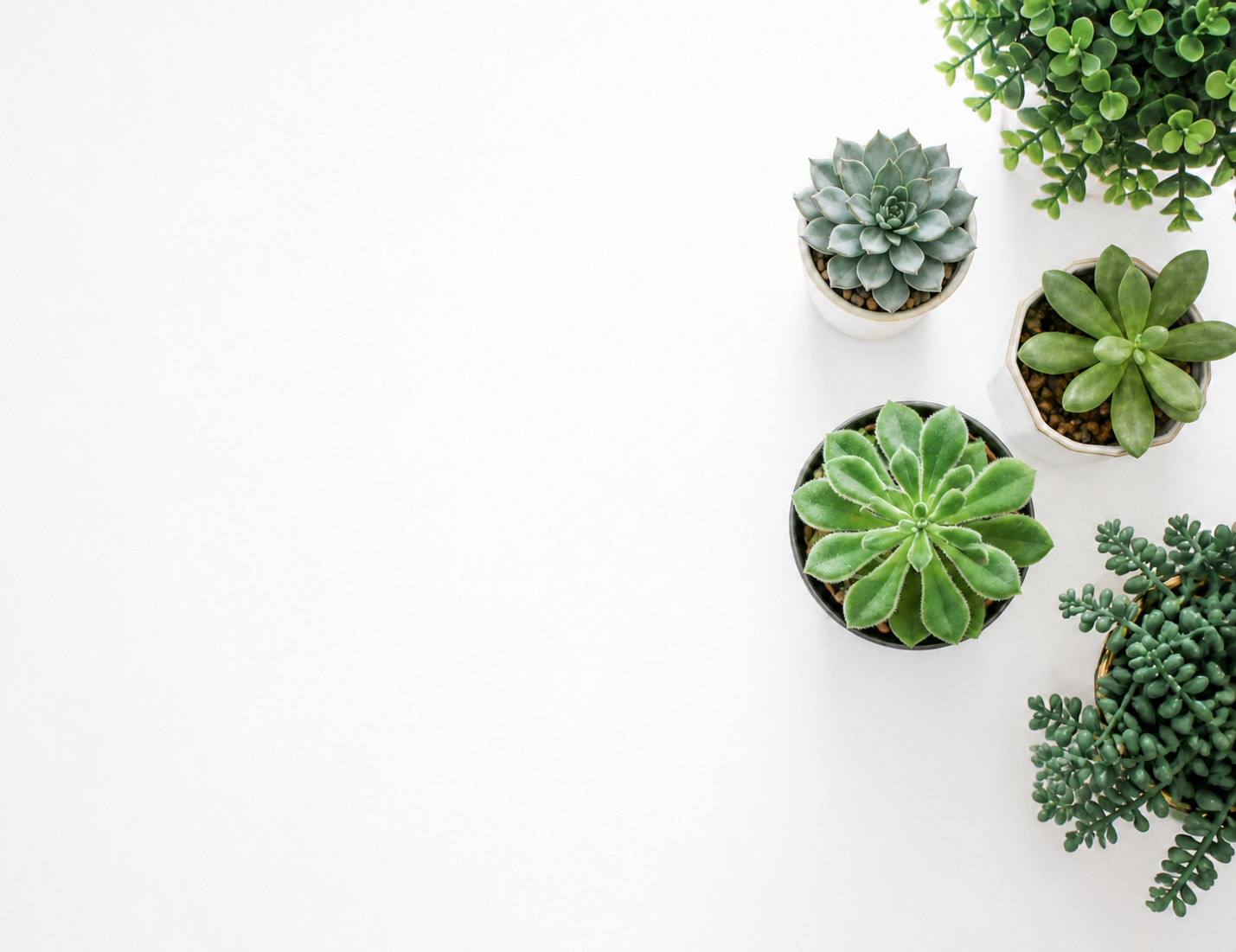 Featured greenery project